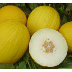 Mandacaru F1 seme dinje