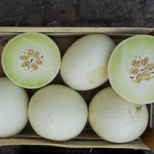 Pretty Lady F1 Dinja