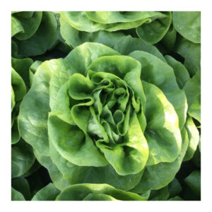 Salata Belafore F1