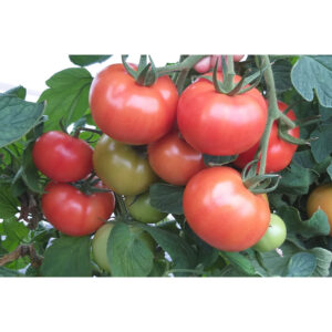 Arianna F1 paradajz