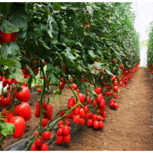 Kongo F1 paradajz