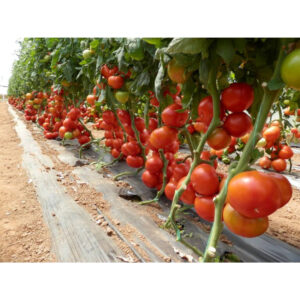 Motril F1 paradajz