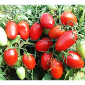 Tygo F1 paradajz
