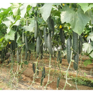 Centauro F1 (500semenki) – Rani salatar krastavac