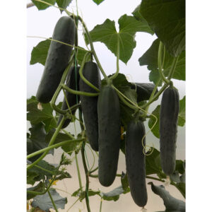 Cobal F1 – Rani salatar krastavac