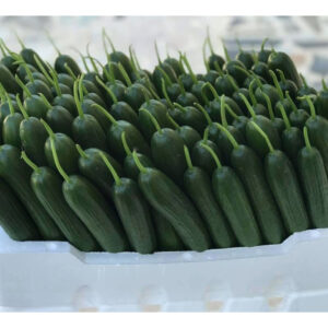 Ballistic F1 seme krastavca (1000 semenki)