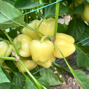 Goldano F1 seme paprike