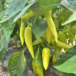 Nitro F1 seme ljute paprike