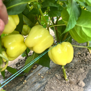 Seme paprike Silverado F1