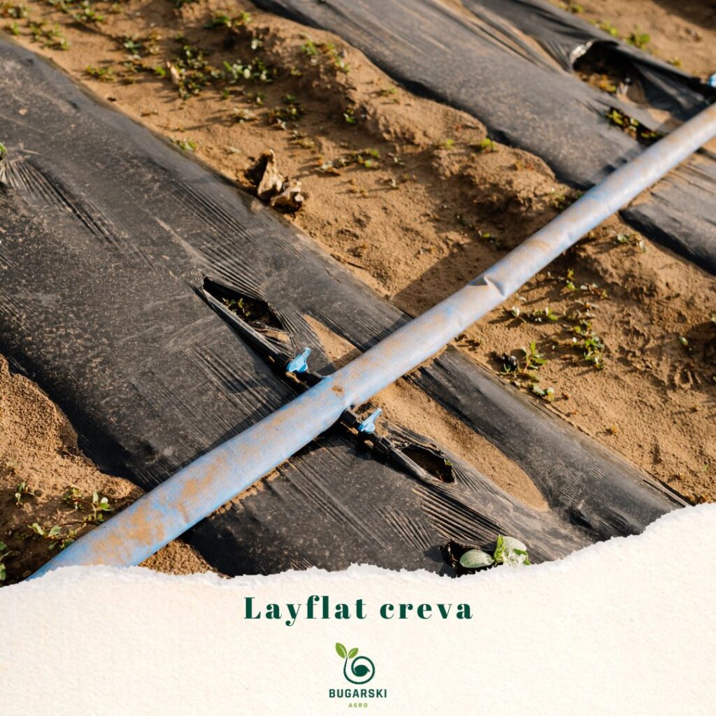 layflat crevo