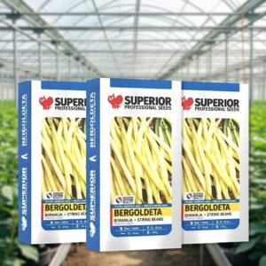 Seme boranije BERGOLDETA – Domaća žuta olovka