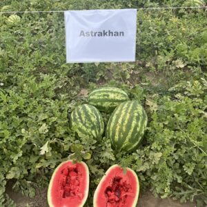 Seme lubenice Astrahan F1 pakovanje 1000 semenki Crimson Sweet tip