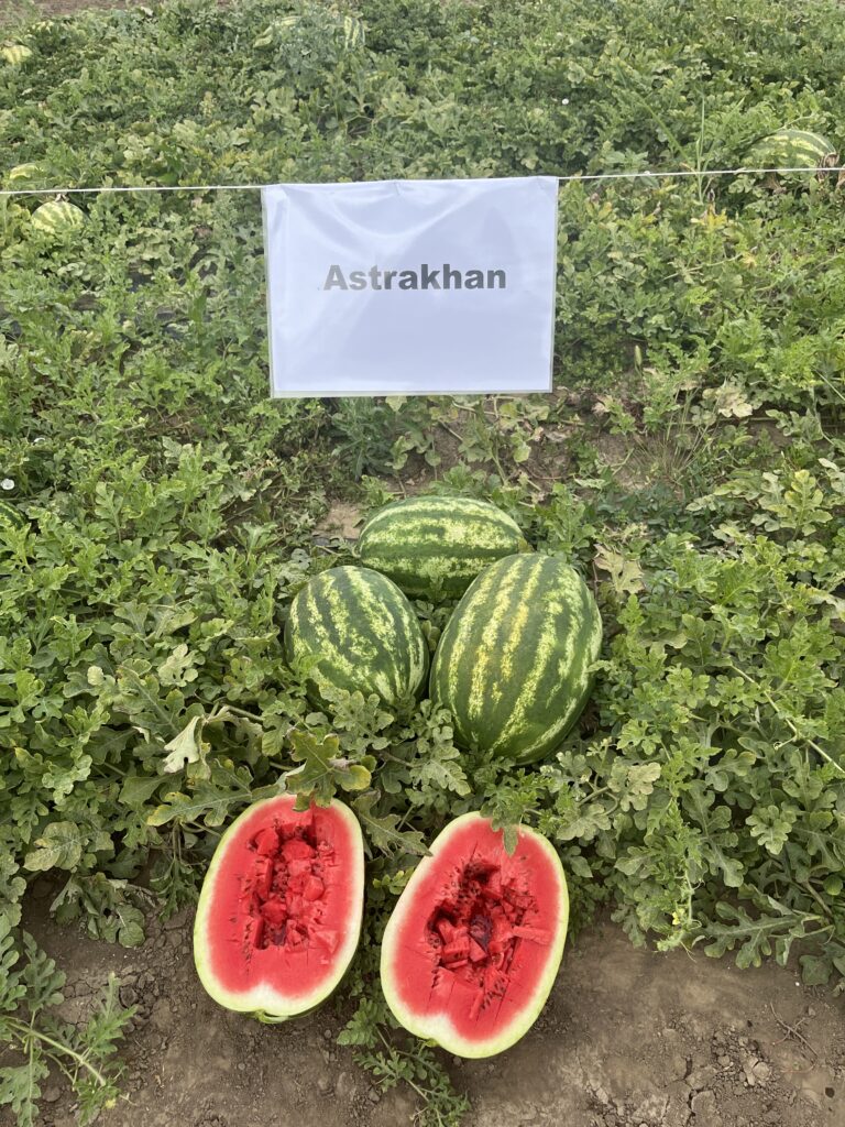 Seme lubenice Astrahan F1 pakovanje 1000 semenki Crimson Sweet tip