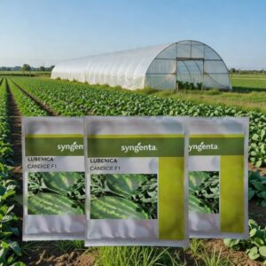 Seme lubenice Candice F1 pakovanje 1000 semenki hibrid 8-11kg