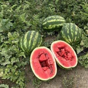 Seme lubenice Early Crimara F1 pakovanje 500 semenki rani hibrid