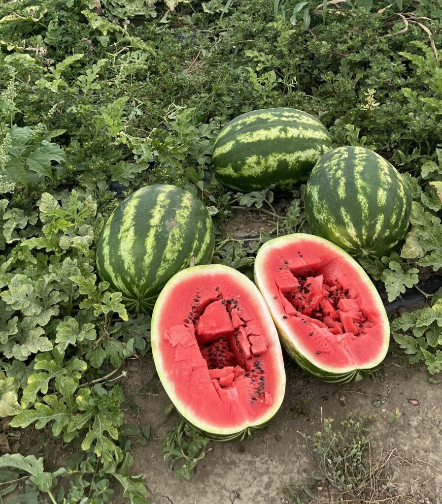 Seme lubenice Early Crimara F1 pakovanje 500 semenki rani hibrid