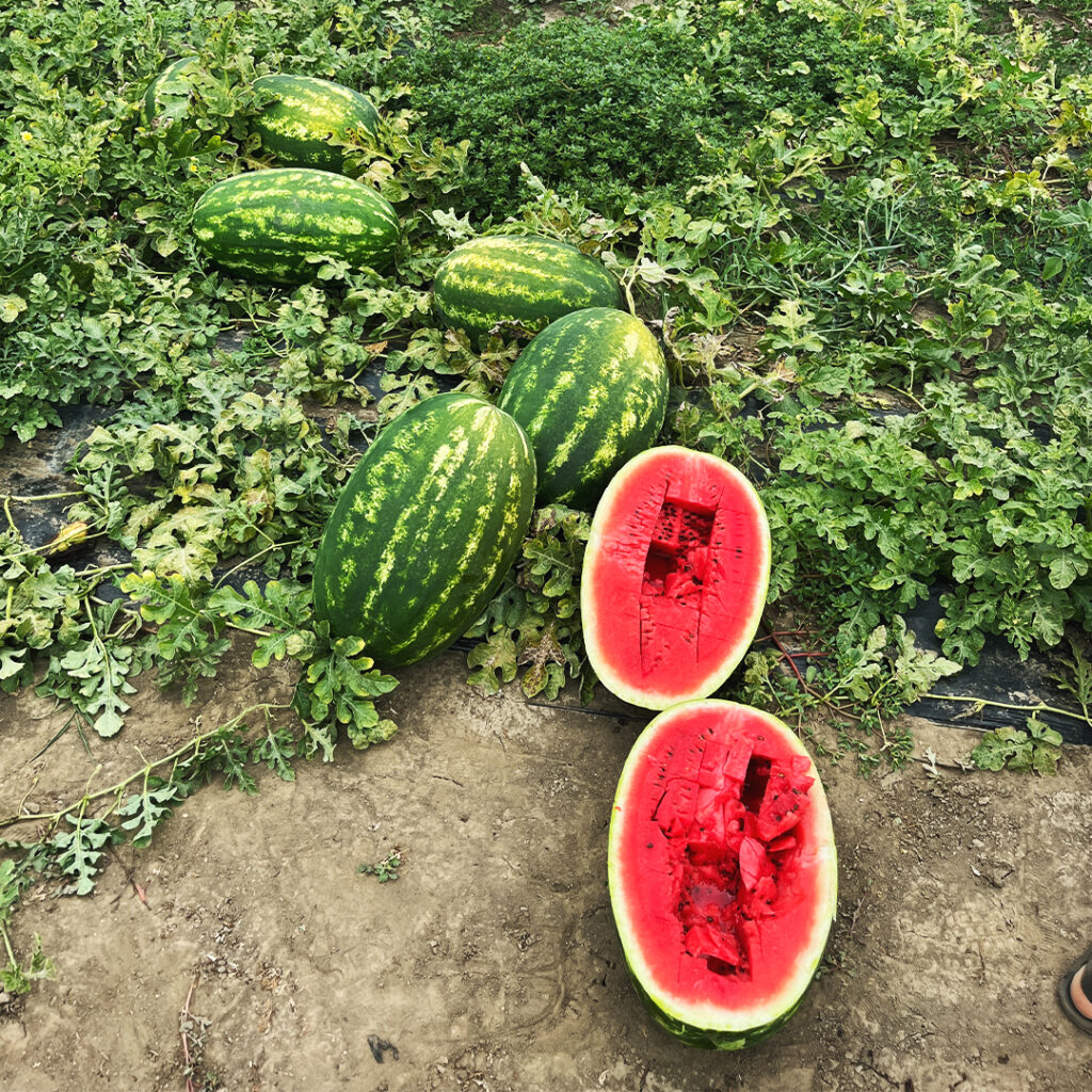 Seme lubenice Marbella F1 krupni ovalni plodovi transportabilna