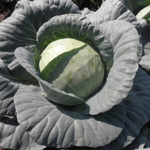 Seme kupusa ODYSSEY F1 (2500 semena)