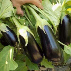 Seme patlidžana ONYX F1 – Veoma rani hibrid