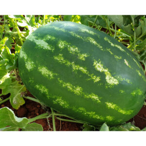 Seme lubenice Odyssey F1 rani hibrid krupni plodovi 12kg