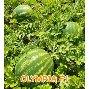 Seme lubenice OLYMPIA F1 (500 semena)