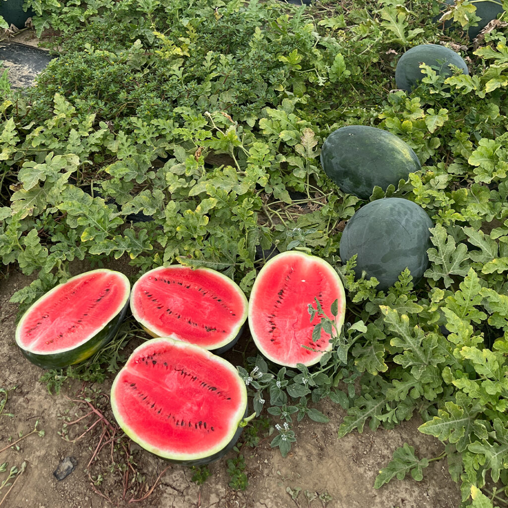 Seme krupne crne lubenice Romeria F1 visoka otpornost