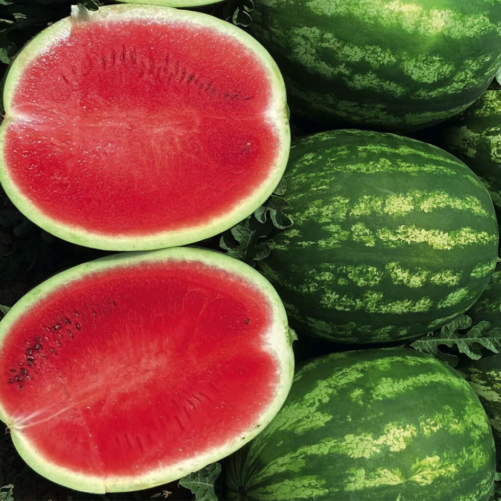 eme lubenice Tombola F1 pakovanje 500 semenki dugotrajna svežina