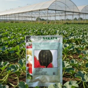 Seme lubenice Celest F1 Sakata pakovanje 500 semenki krupni plodovi