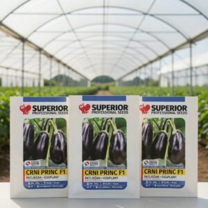 Seme plavog patlidžana CRNI PRINC F1