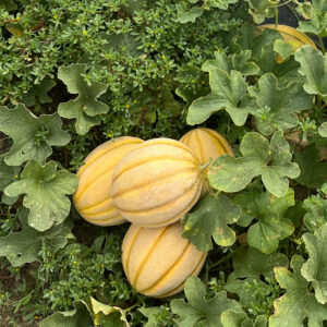 Seme dinje Bari F1 – Srednje rani hibrid