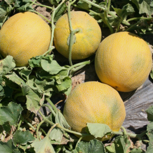 Seme Dinje Fluvia F1 500 Semena