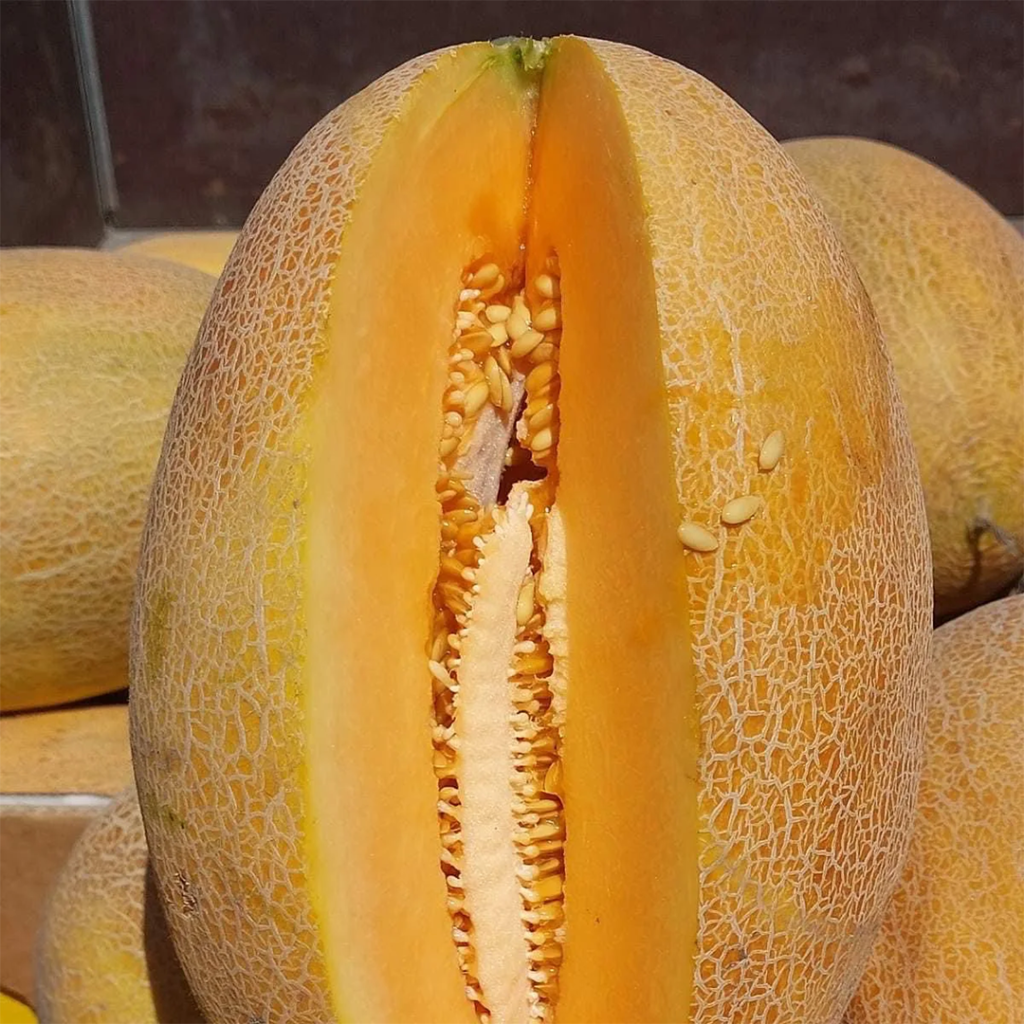 Jessica F1 Seme Dinej