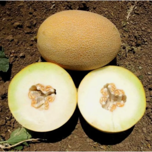 Seme Dinje Rachel F1 500 Semena