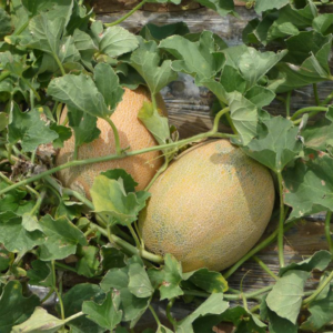 Seme Dinje Raymond F1 500 semena