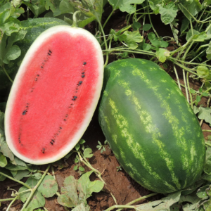 Seme Lubenice Virgo F1 500 Semena