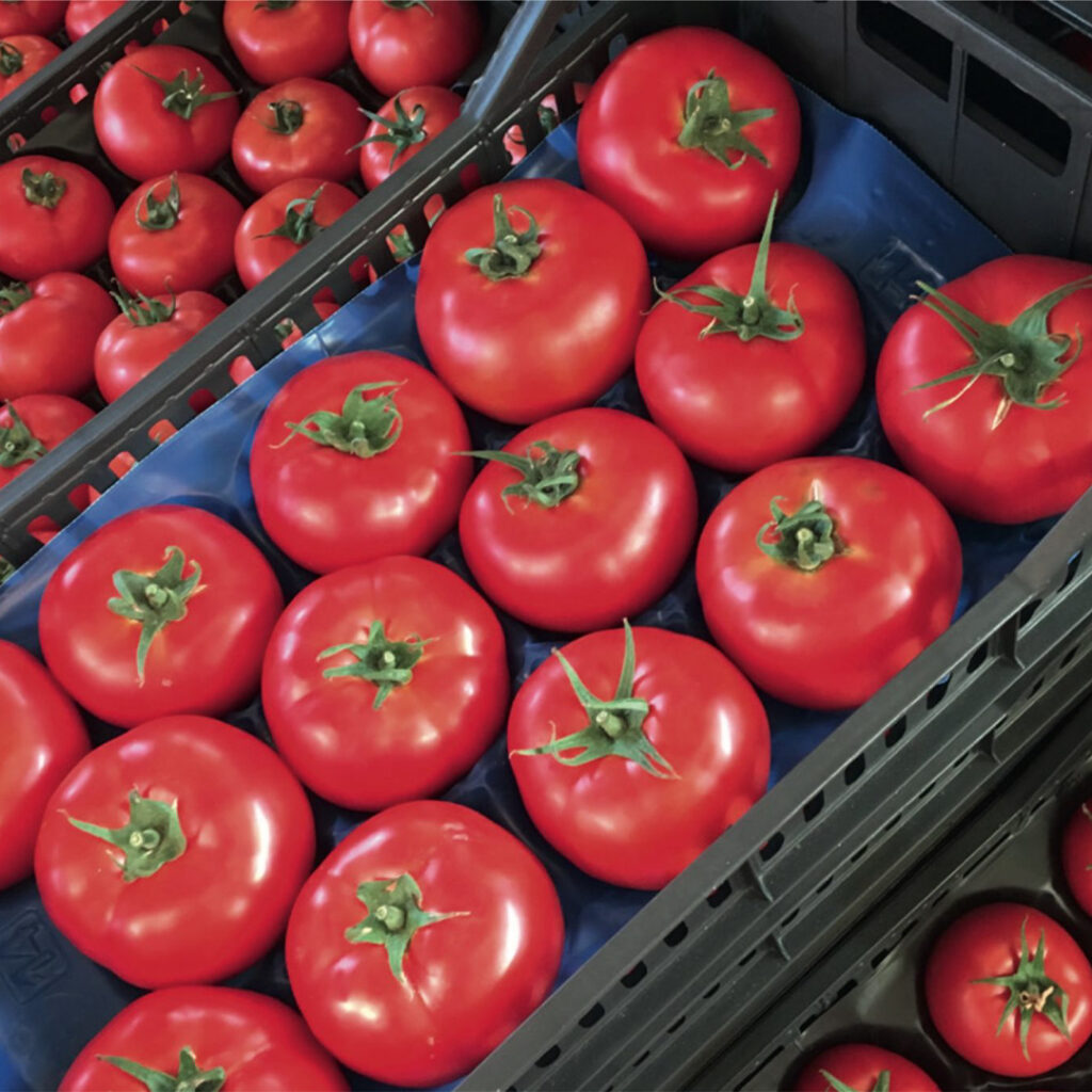 Signora seme paradajza jako krupan