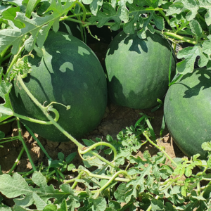 Seme Lubenice Adam F1 500 Semena