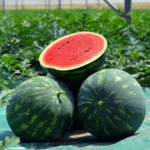 Seme Lubenice Mirella F1 1000 Semena