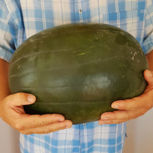 Seme Lubenice Nubian Giant F1 500 Semena