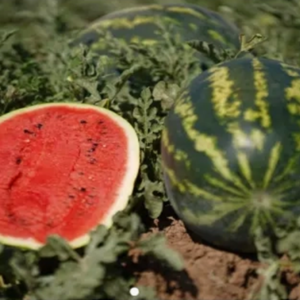 Seme Lubenice Sherkhan F1 1000 Semena