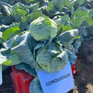 Conquistador F1 seme kupusa