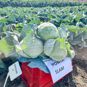 seme kupusa power slam